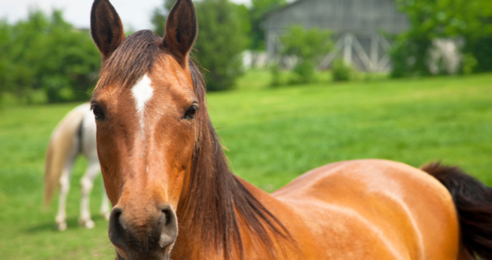 Horse 700 x 370