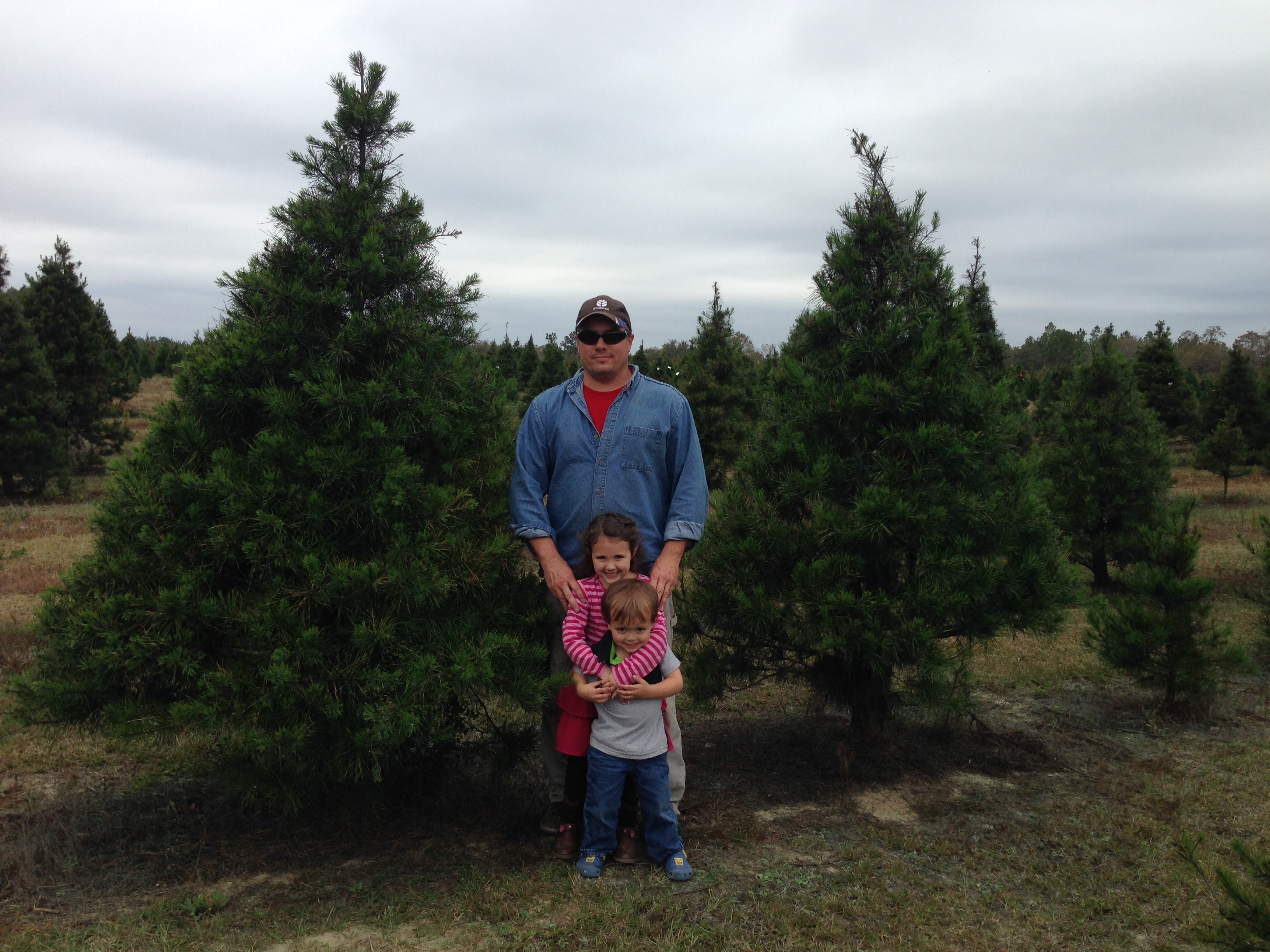 Harvest Your Own Christmas Tree! - UF/IFAS Extension Santa Rosa County