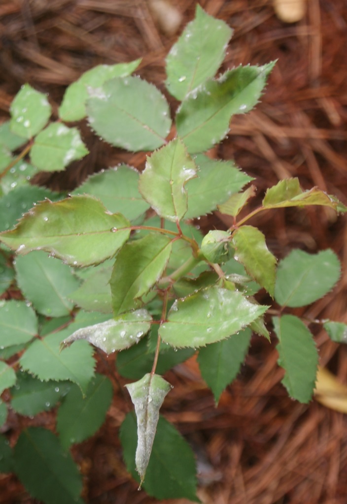 Wet Weather, Cool Nights Ideal For Powdery Mildew - UF/IFAS Extension ...